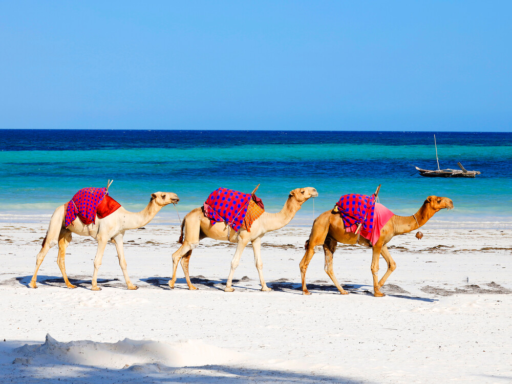 camels