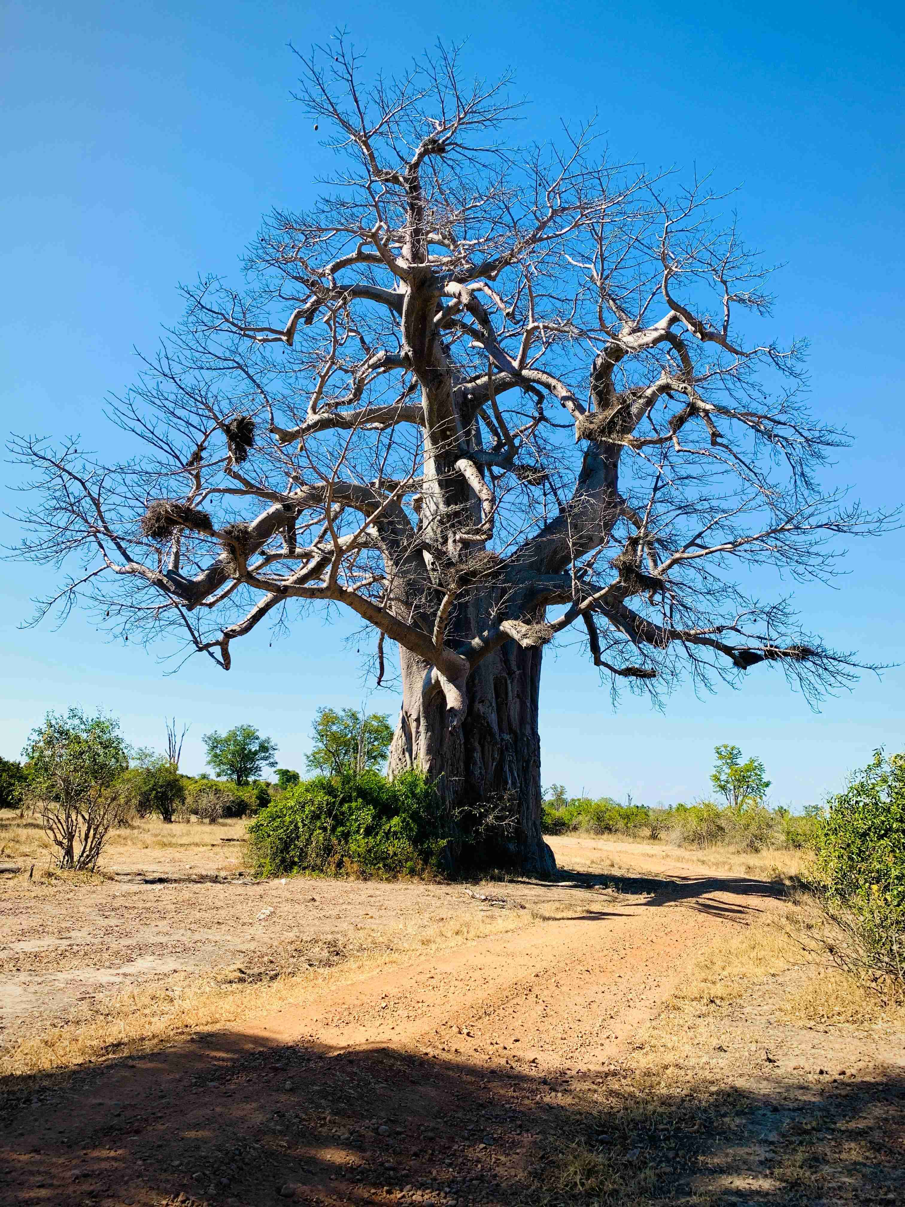Madagascar